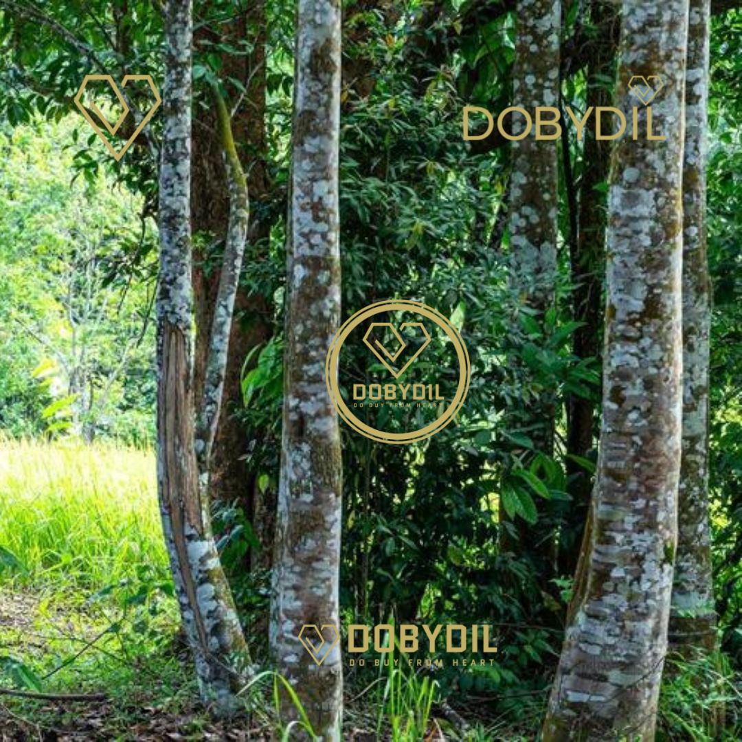 Pure Prachantakham Agarwood Oil Dehn Al Oudh | عطر عود براشانتكهام النقي | Huile d’Agarwood Pure de Prachantakham Dehn Al Oudh